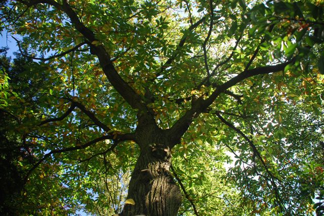 Leicester Botanic gardens